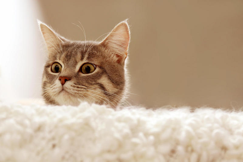 鄭州小程序開發多少錢