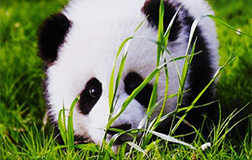 武漢大熊貓?jiān)馀按?，能否開(kāi)發(fā)直播app實(shí)時(shí)直播動(dòng)態(tài)